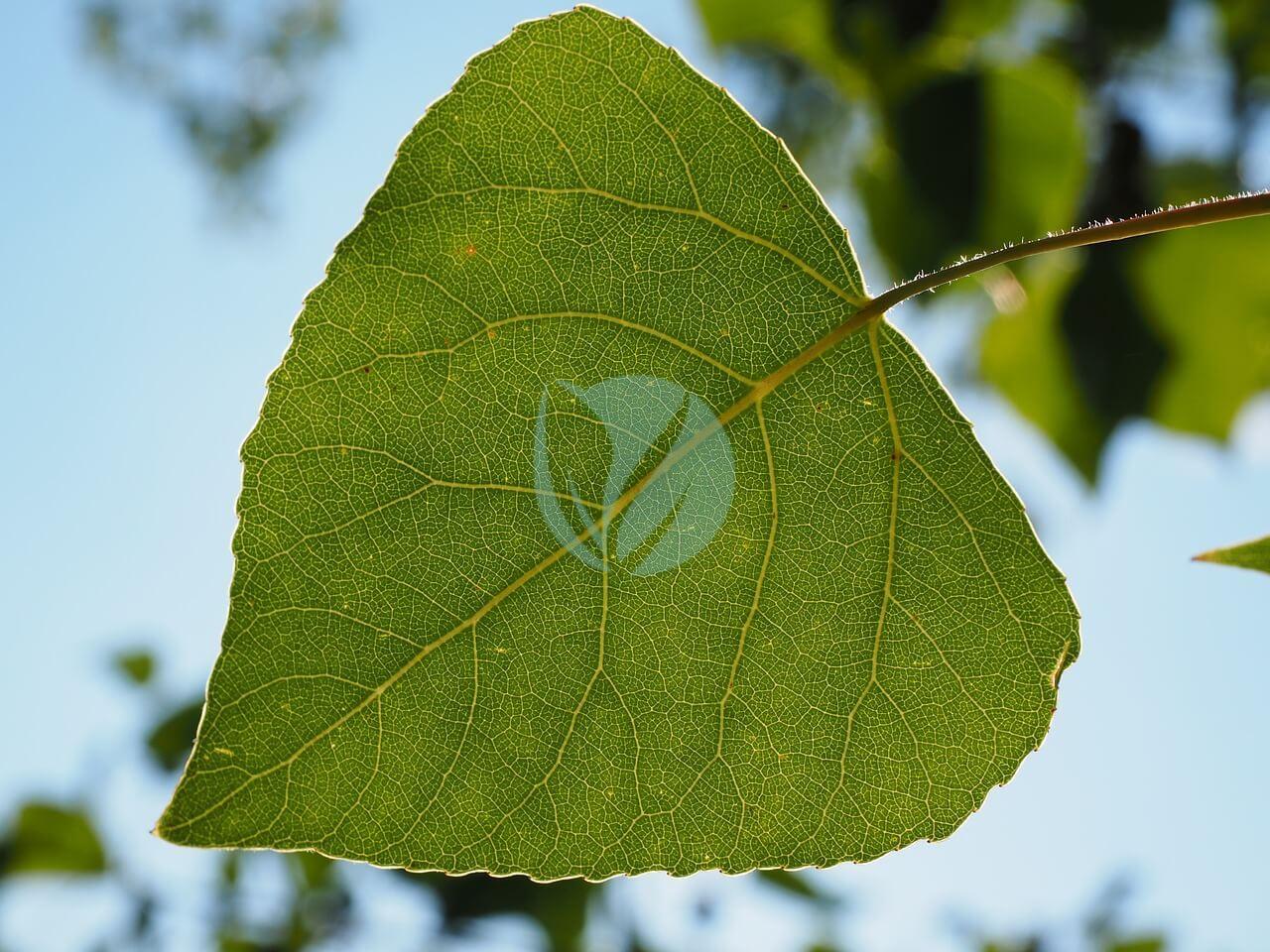 Populus Nigra Peuplier Noir Clorofila