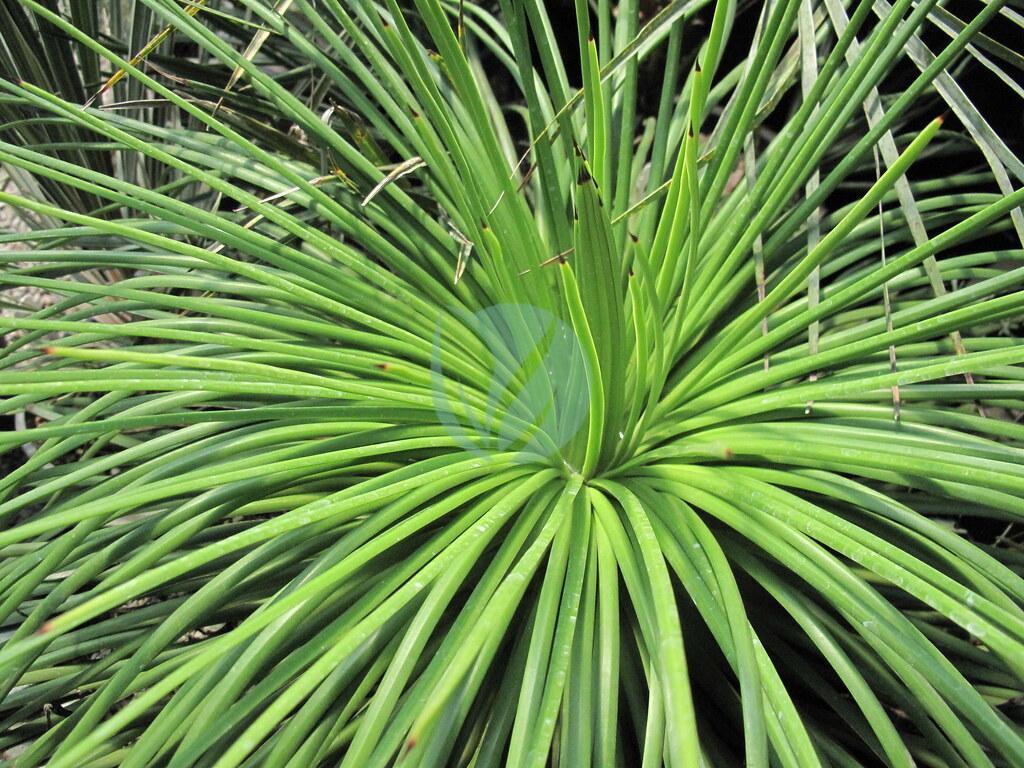 Agave Geminiflora - Clorofila