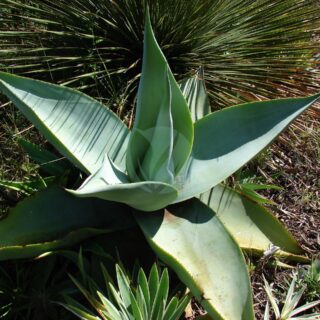 A046_agave_geminiflora_-_Flickr_-_Juan_Ignacio_1976-1-scaled-1.jpg