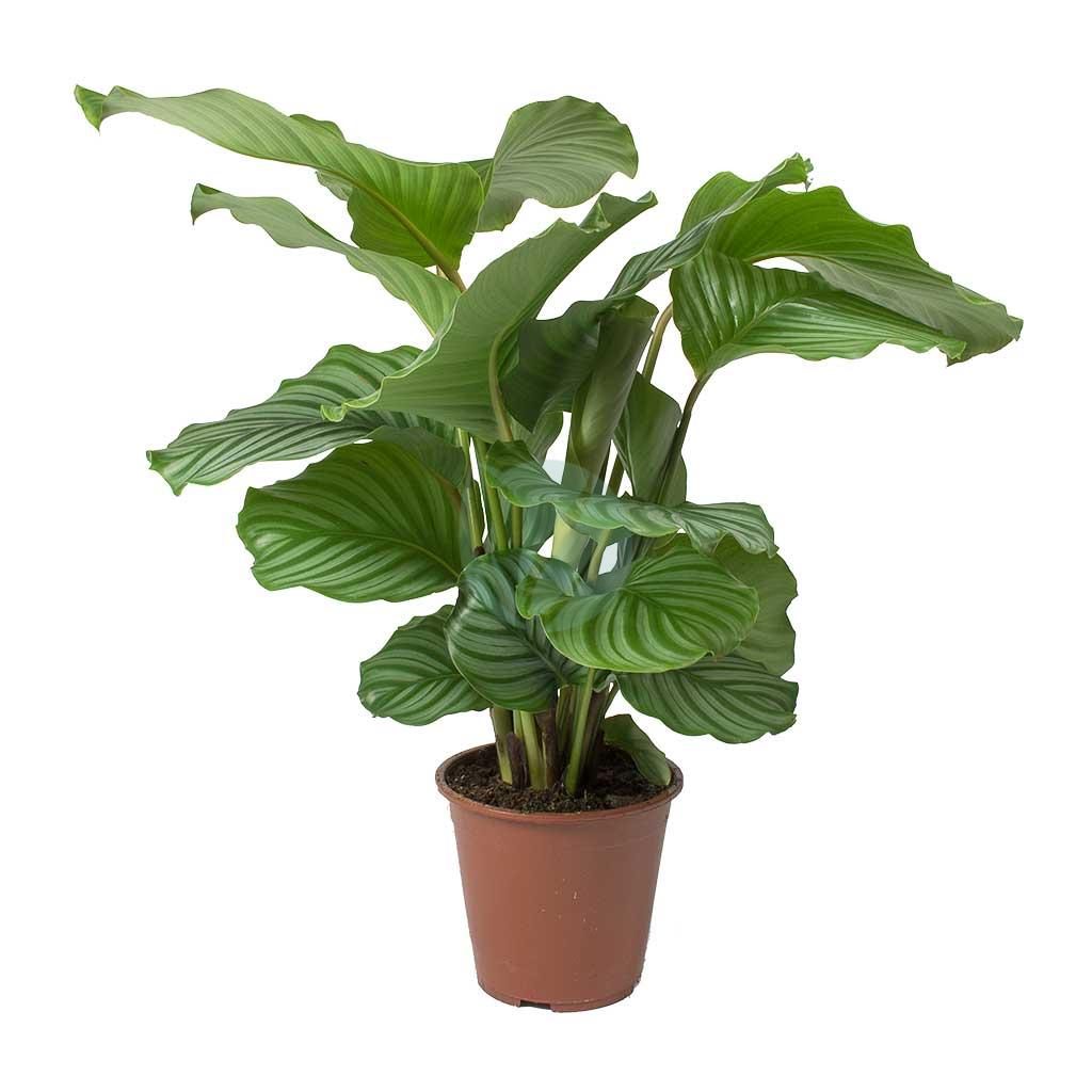 Achetez maintenant une plante d'intérieur Calathéa orbifolia avec panier