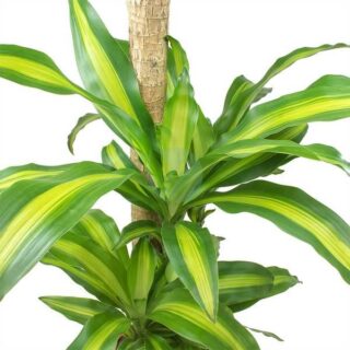 Dracaena-Massangeana-maroc.jpeg