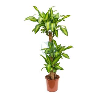 Dracaena-Massangeana-maroc-clorofila.jpeg