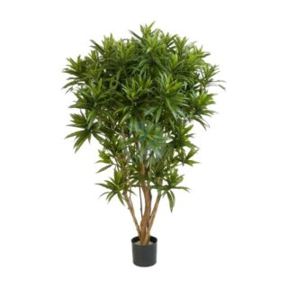 Ficus-elastica-maroc.jpg