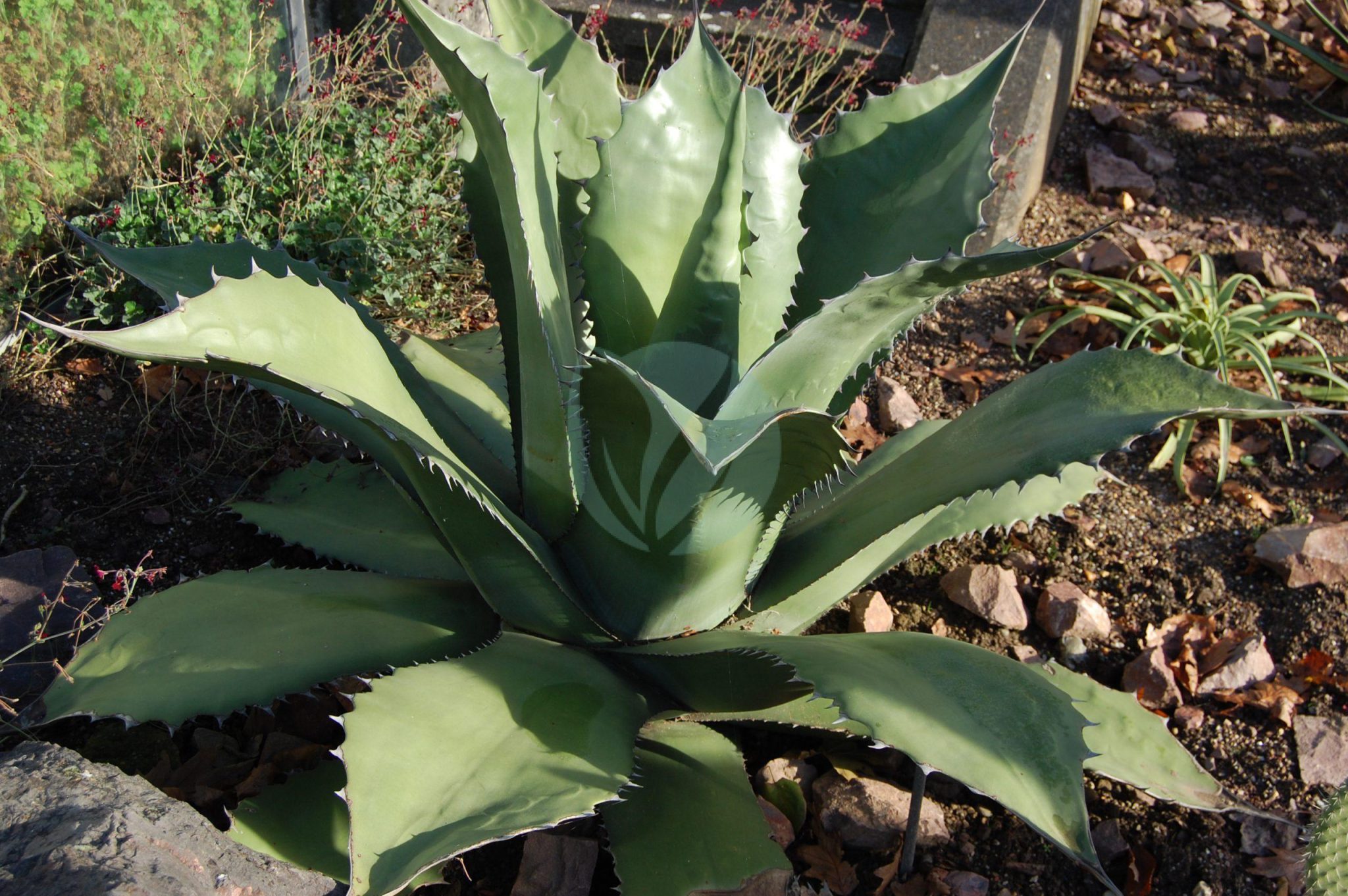 Agave Salmiana Clorofila