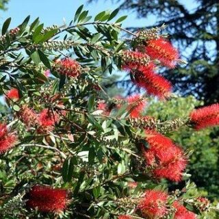 bottlebrush-2409374__340-1.jpg