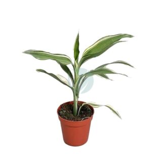 dracaena-sanderiana-maroc.jpg