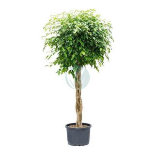 ficus-benjamina-tresse-maroc.jpeg