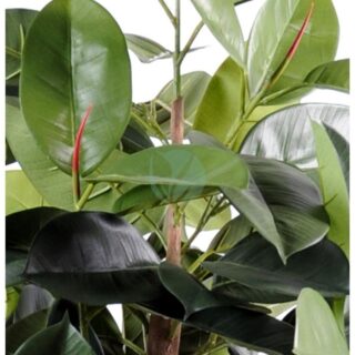 ficus-elastica-vert-maroc-clorofila-1.jpeg