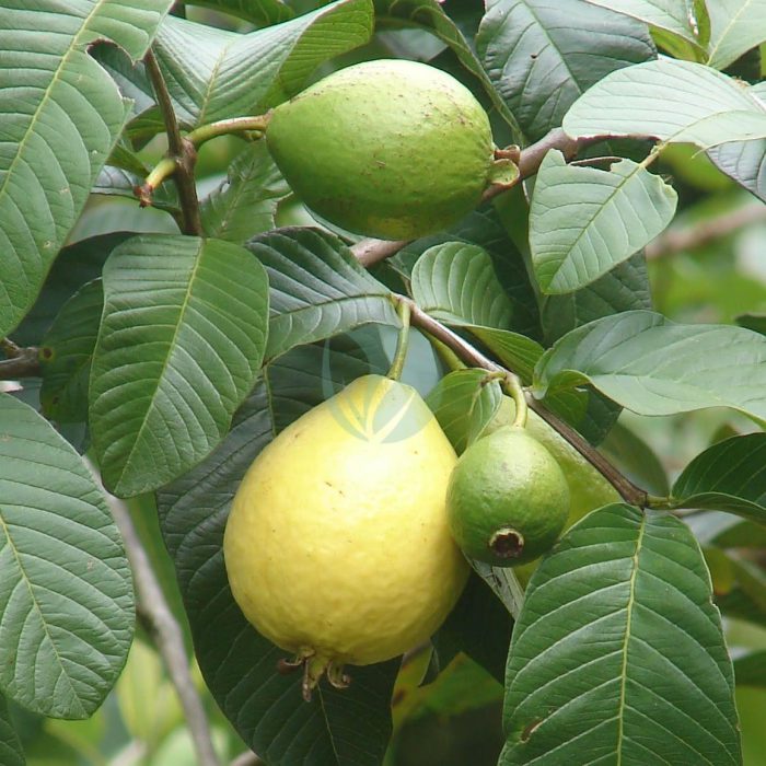 goyavier pomme maroc clorofila