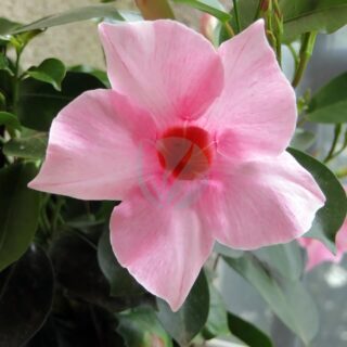 mandevilla-1578635_1280.jpg