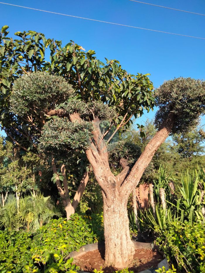 olivier olea europaea bonsai