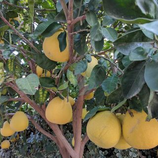 Arbres fruitiers au Maroc - Vente et Livraison a casablanca, rabat