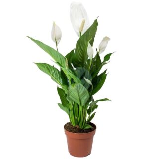 spathiphyllum-maroc.jpeg