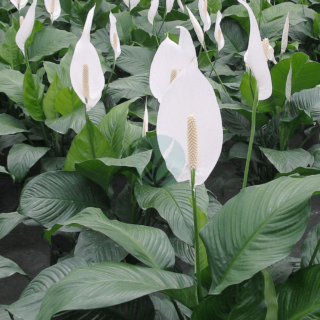 spathiphyllum-maroc-clorofila.png