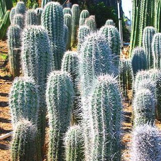 vente-Cactus-Pachycereus-pringlei-Pepiniere-marrakech-maroc.jpg