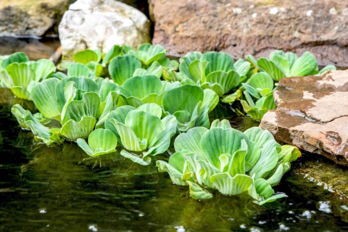 laitue eau Pistia stratiotes