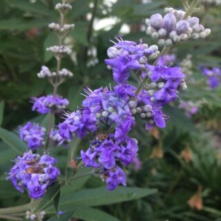 vitex agnus castus