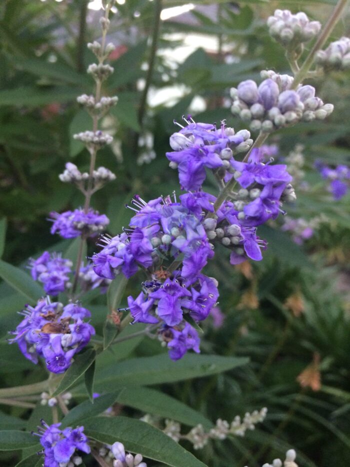 vitex agnus castus