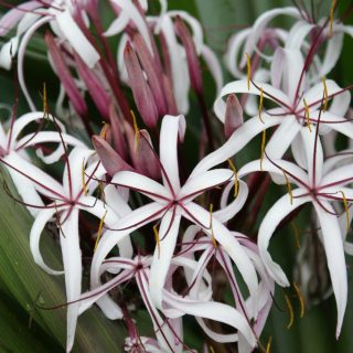 crinum augustum