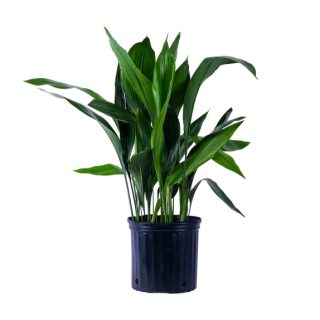 aspidistra