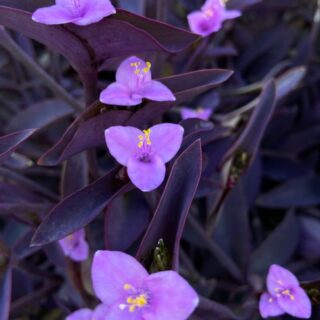 Tradescantia pallida Misère pourpre, Pourpier pourpre