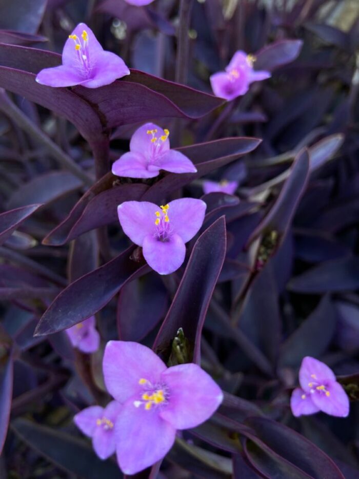 Tradescantia pallida Misère pourpre, Pourpier pourpre